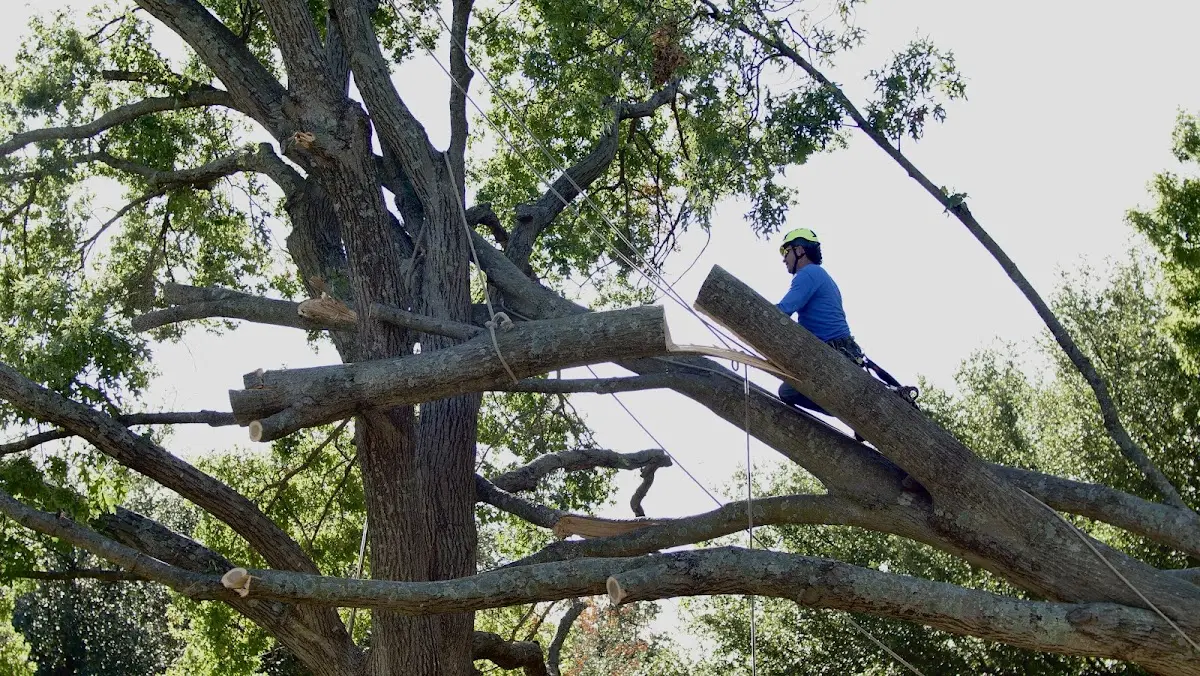 Professional Crown Thinning performed by certified arborists in Winston